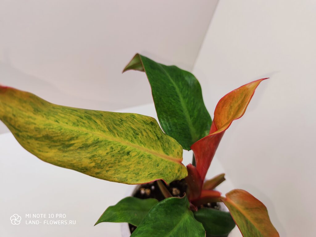 Filodendron caramel cream-quramely kremem deotca (na-fothot matoчnoe ...